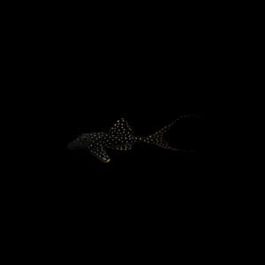 Pleco adonis