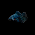 Betta halfmoon macho mix color