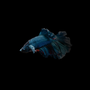 Betta halfmoon macho mix color