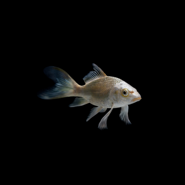 Koi mix color
