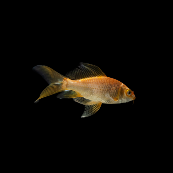 Koi mix color