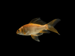 13 KOI MIX DE COLORES 6 CM