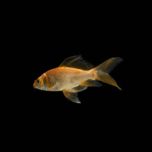 KOI MIX DE COLORES 6 CM