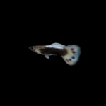 Guppy macho descarte HB white