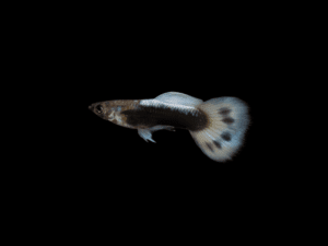 14 GUPPY DESCARTE HB WHITE MACHO