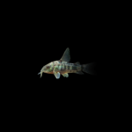 Corydora paleatus