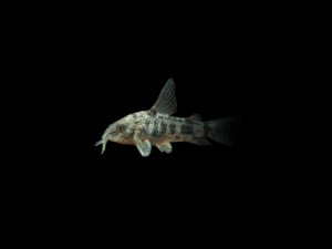 2 CORYDORA PALEATUS