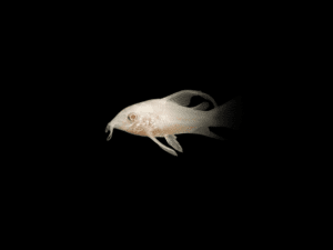 3 CORYDORA ALBINA VELO