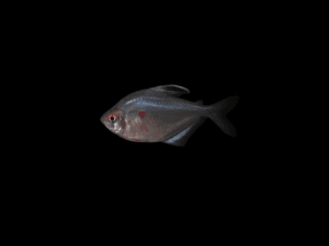 4 BLEEDING HEART TETRA
