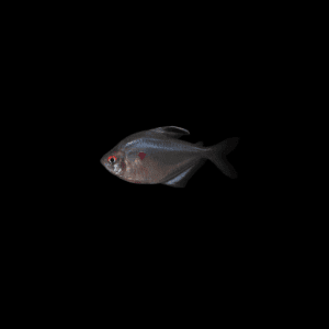 BLEEDING HEART TETRA