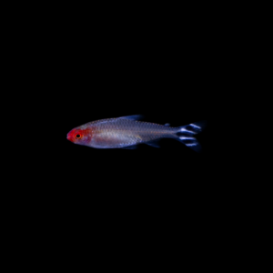 Rhodostomus (Pez borrachito)