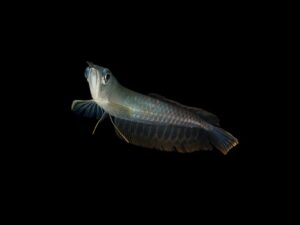 Arowana silver AROWANA PLATEADA 10CM