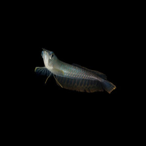 Arowana silver Arowana