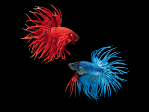 Betta CT mix color BETTA CROWNTAIL MIX COLOR MACHO