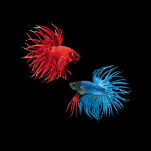 Betta CT mix color Betta crowntail mix color macho