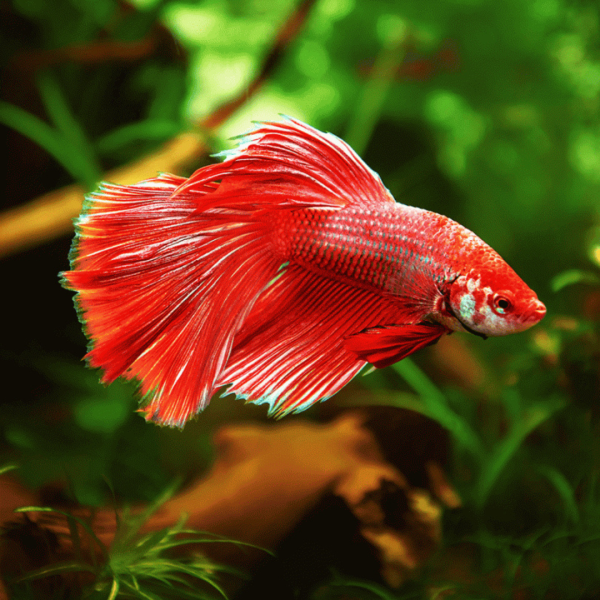 Betta hm mix macho