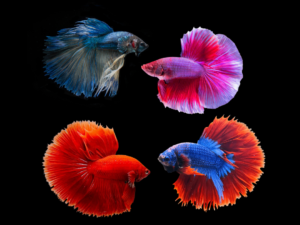 Betta HM mix color macho BETTA HALFMOON MIX COLOR MACHO