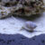 CaracolNassarius2 Nassarius Snail