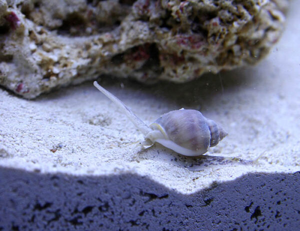 CaracolNassarius2 Nassarius Snail