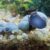 Caracol manzana azul