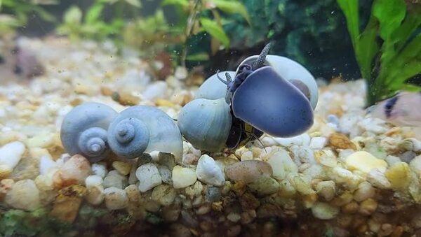 Caracol manzana azul