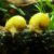 Caracol manzana amarillo