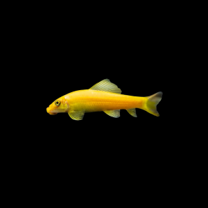 Come algas albino1 Come algas albino