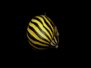 CARACOL CEBRA