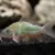 Emerald-Green-Corydora-1-Small_1200x1200 CORYDORA GREEN CAT
