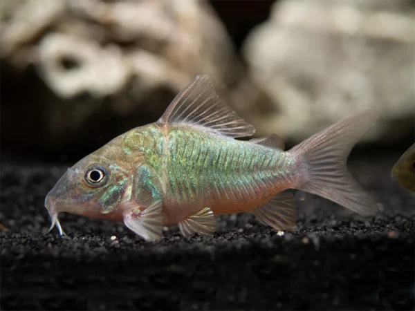Emerald-Green-Corydora-1-Small_1200x1200 CORYDORA GREEN CAT