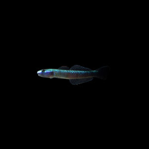 Gobio blue