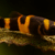 Gobioabeja2 Gobio abeja
