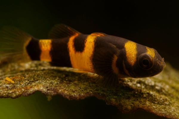 Gobioabeja2 Gobio abeja