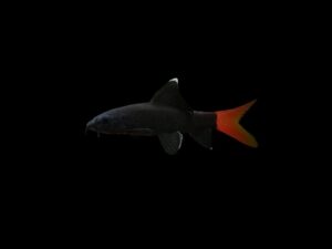 Labeo bicolor LABEO BICOLOR