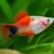 Platy red top