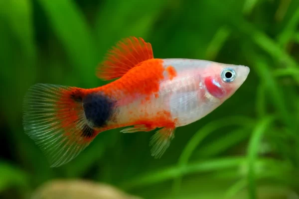 Platy red top