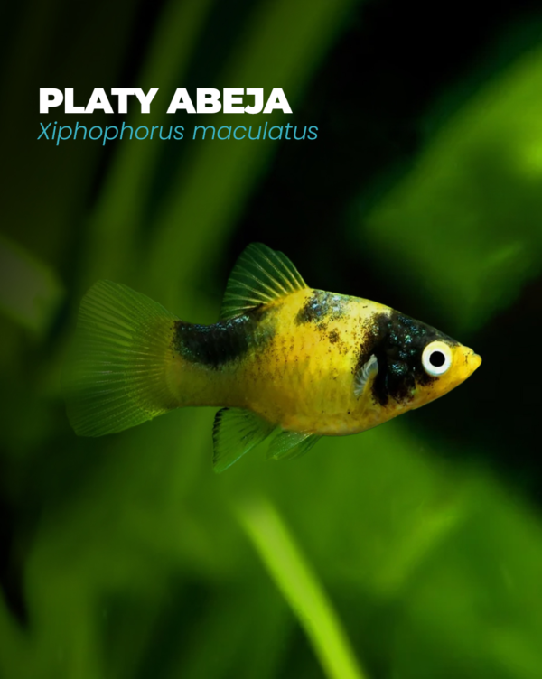 Platyabeja2 PLATY ABEJA
