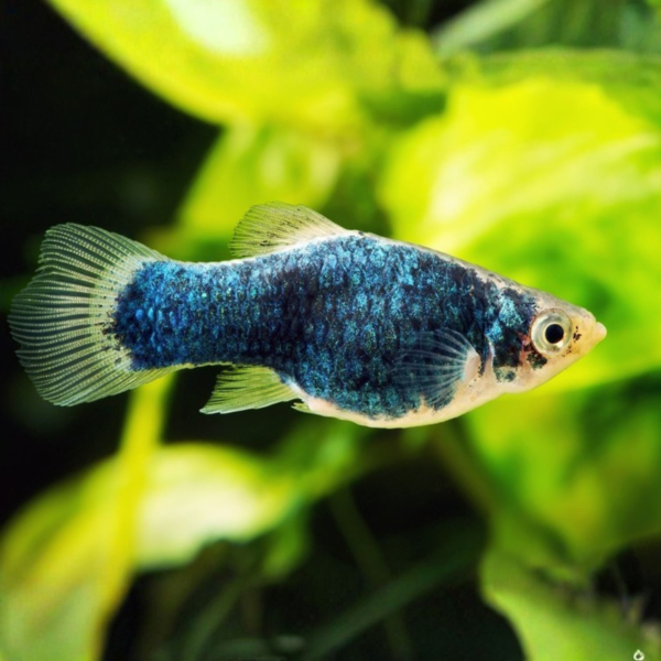 PLATY NEGRO