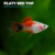 PLATY RED TOP