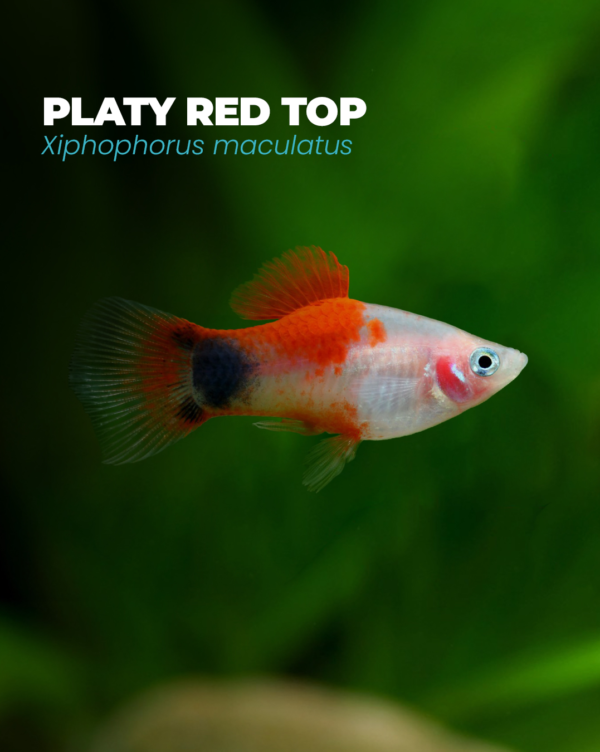 PLATY RED TOP