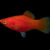 Platyrojo3 Platy rojo