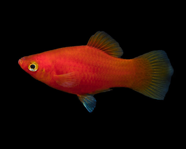 Platyrojo3 Platy rojo
