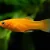 Poecilia_shenops_Gold_m Molly patito