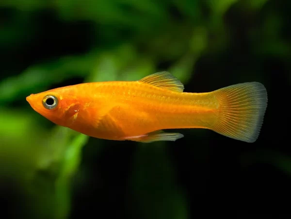 Poecilia_shenops_Gold_m Molly patito
