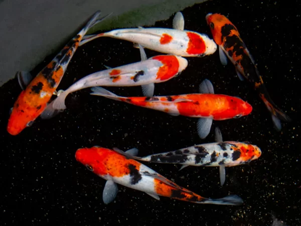 SankeKoiedit1_1200x1200 Koi mix color