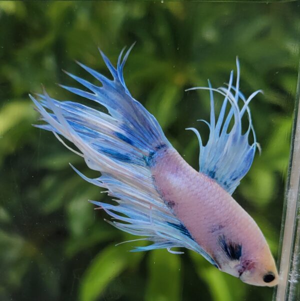 Betta crowntail mix color macho