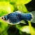 Platy negro