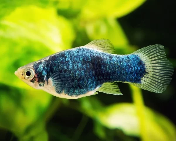 Platy negro