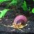 Caracol manzana morado