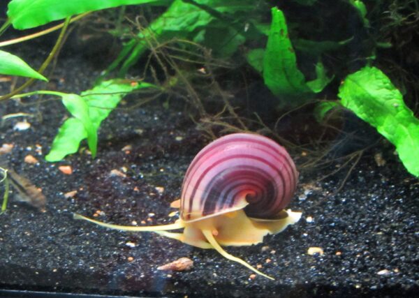 Caracol manzana morado